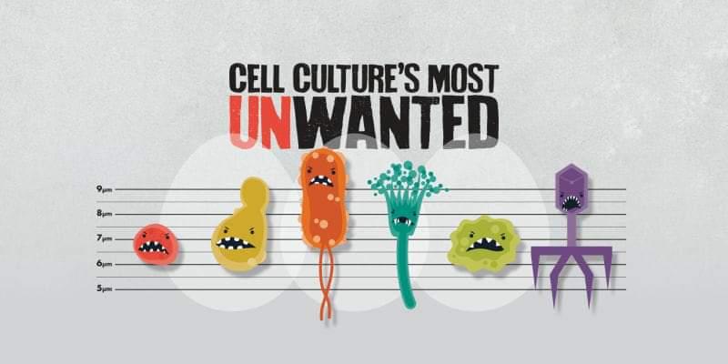 The Unwanted: Cell Culture Contaminants