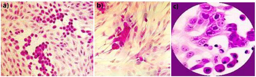 The Cytopathic Effect