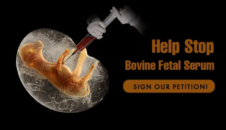 The Unethical use of Fetal Bovine Serum