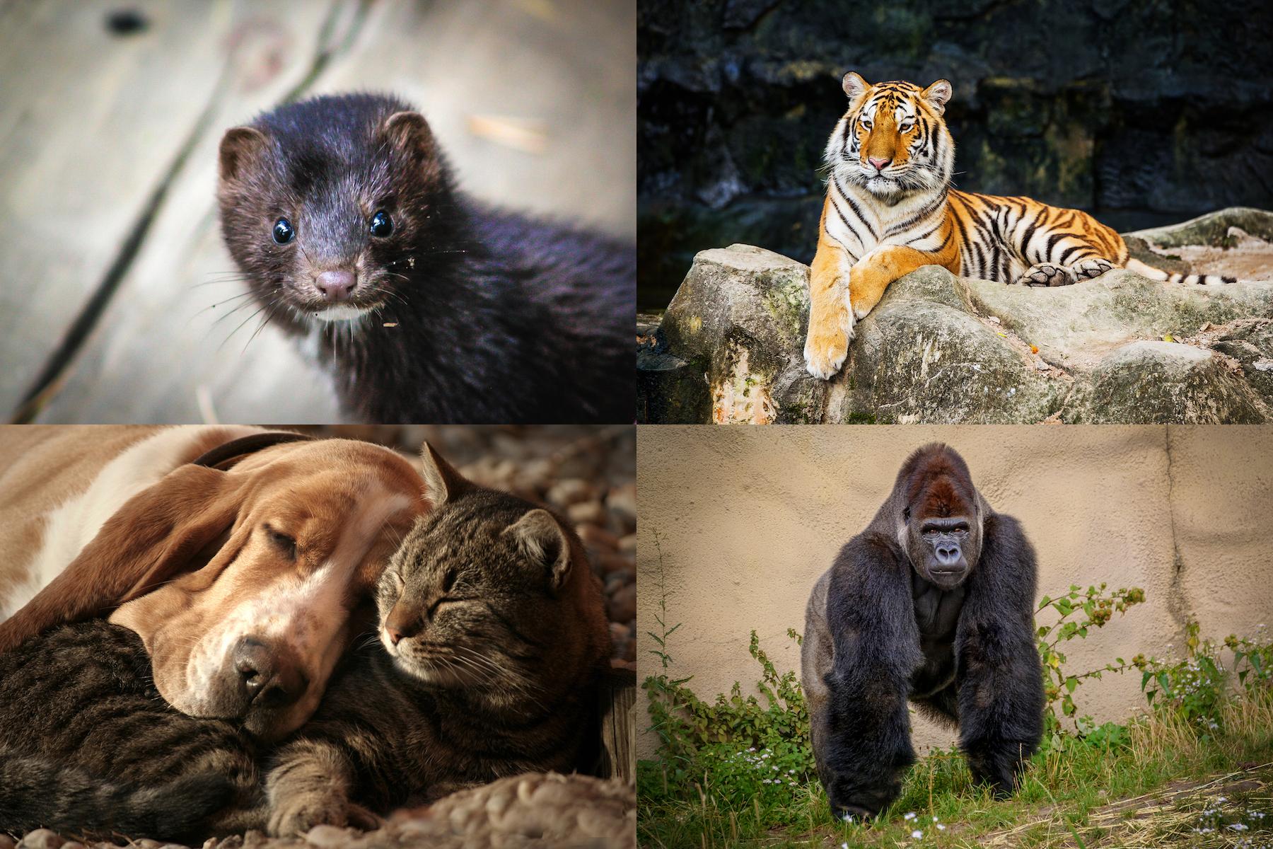 Where is the &#8220;SARS-COV-2&#8221; Animal Model???
