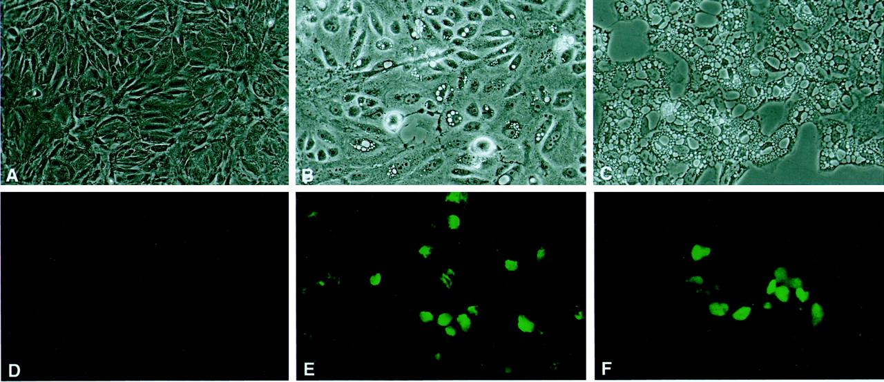 Creating the Cytopathic Effect