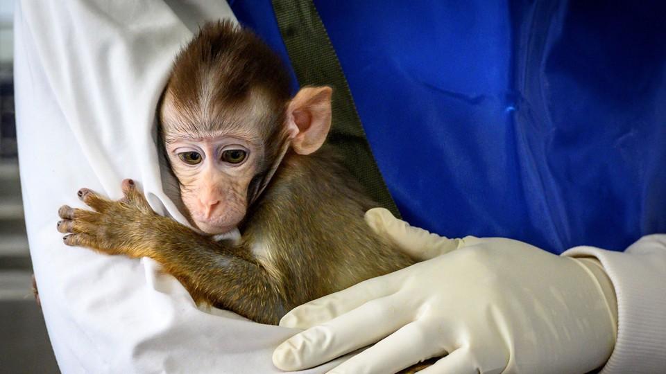 Non-Human Primate &#8220;SARS-COV-2&#8221; Animal Model Study (2020)