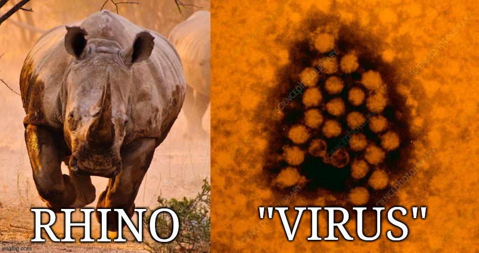 The Ridiculous Ruse of the Rampaging Rhinovirus