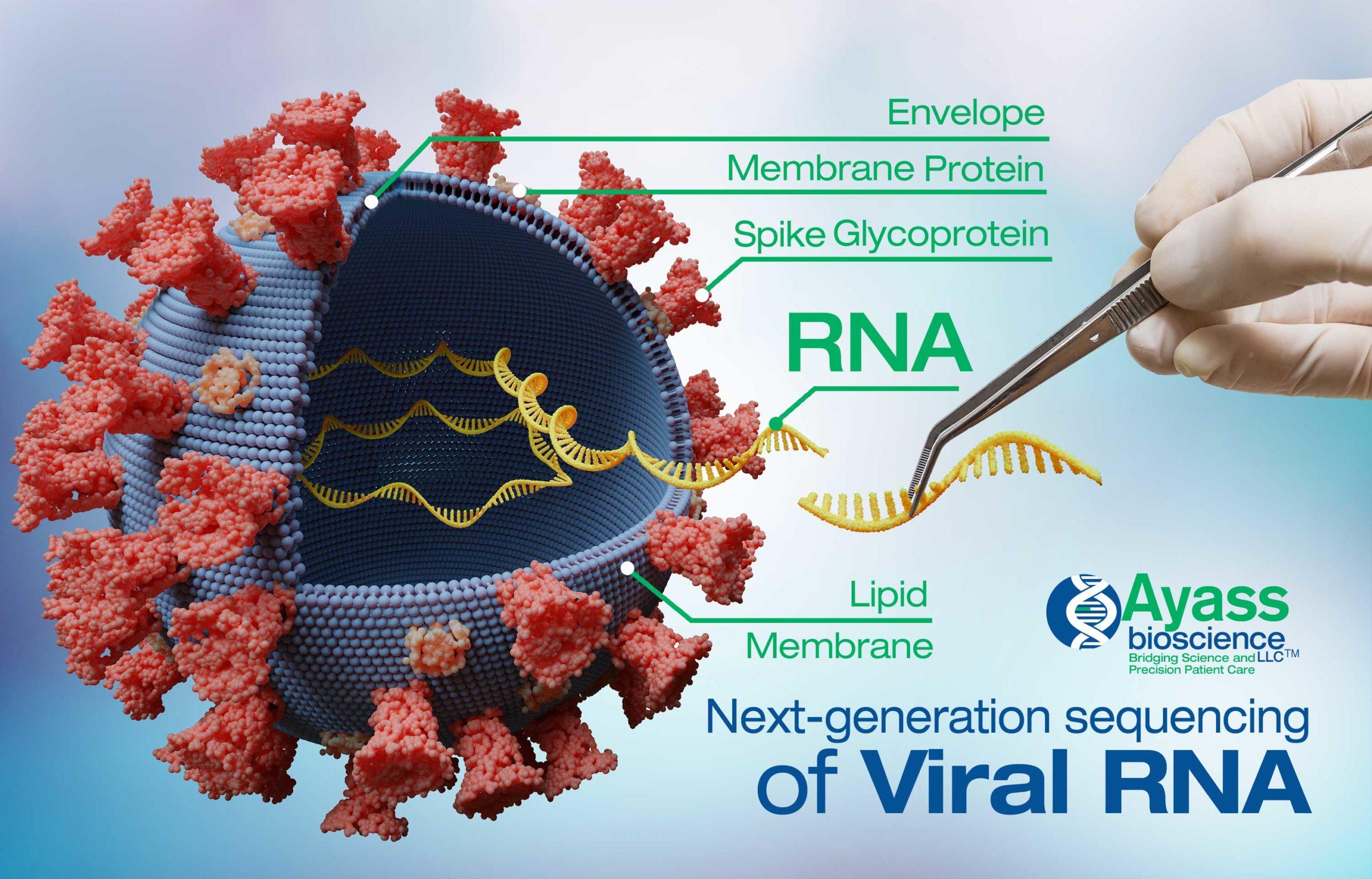 The Case Against &#8220;Viral&#8221; Genomes