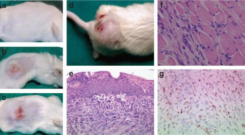 Is HPV Pathogenic?