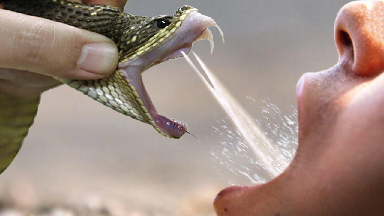 Drinking Snake Venom With the Fakeologist