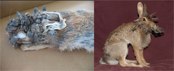 The Shope Papillomavirus: The Precusor to HPV