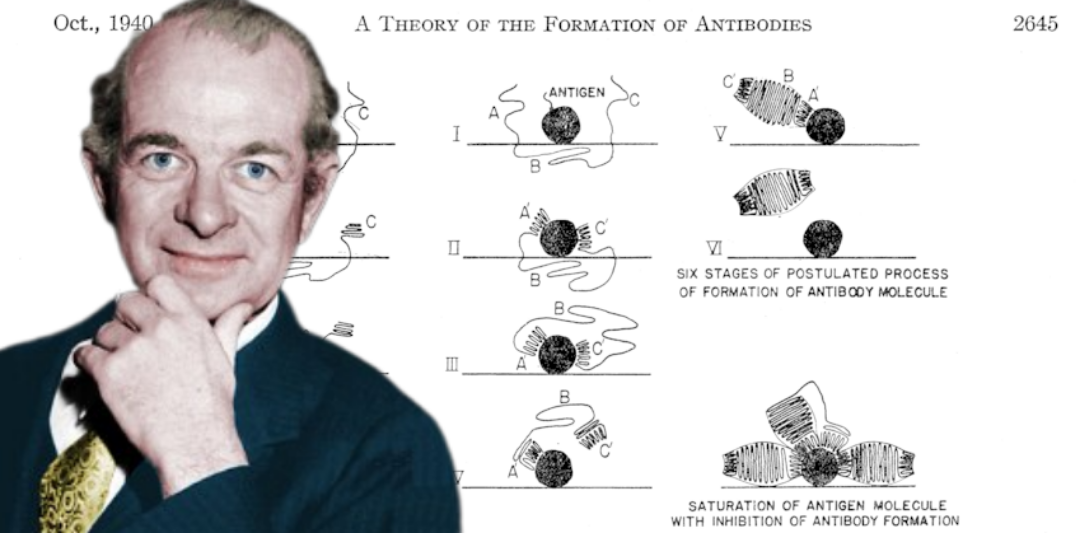 Direct Template and the Theoretical Structure of Antibodies (1930-1940)
