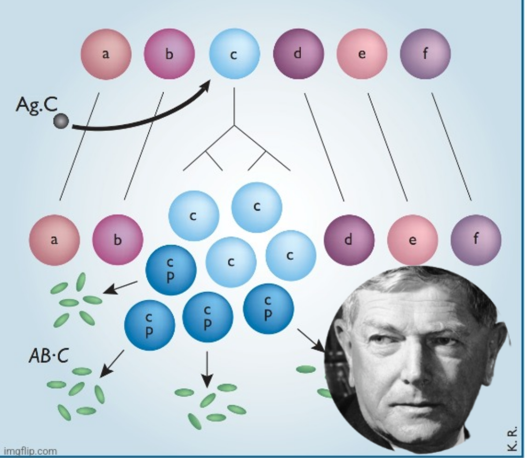 The Clonal Selection Antibody Theory (1957)