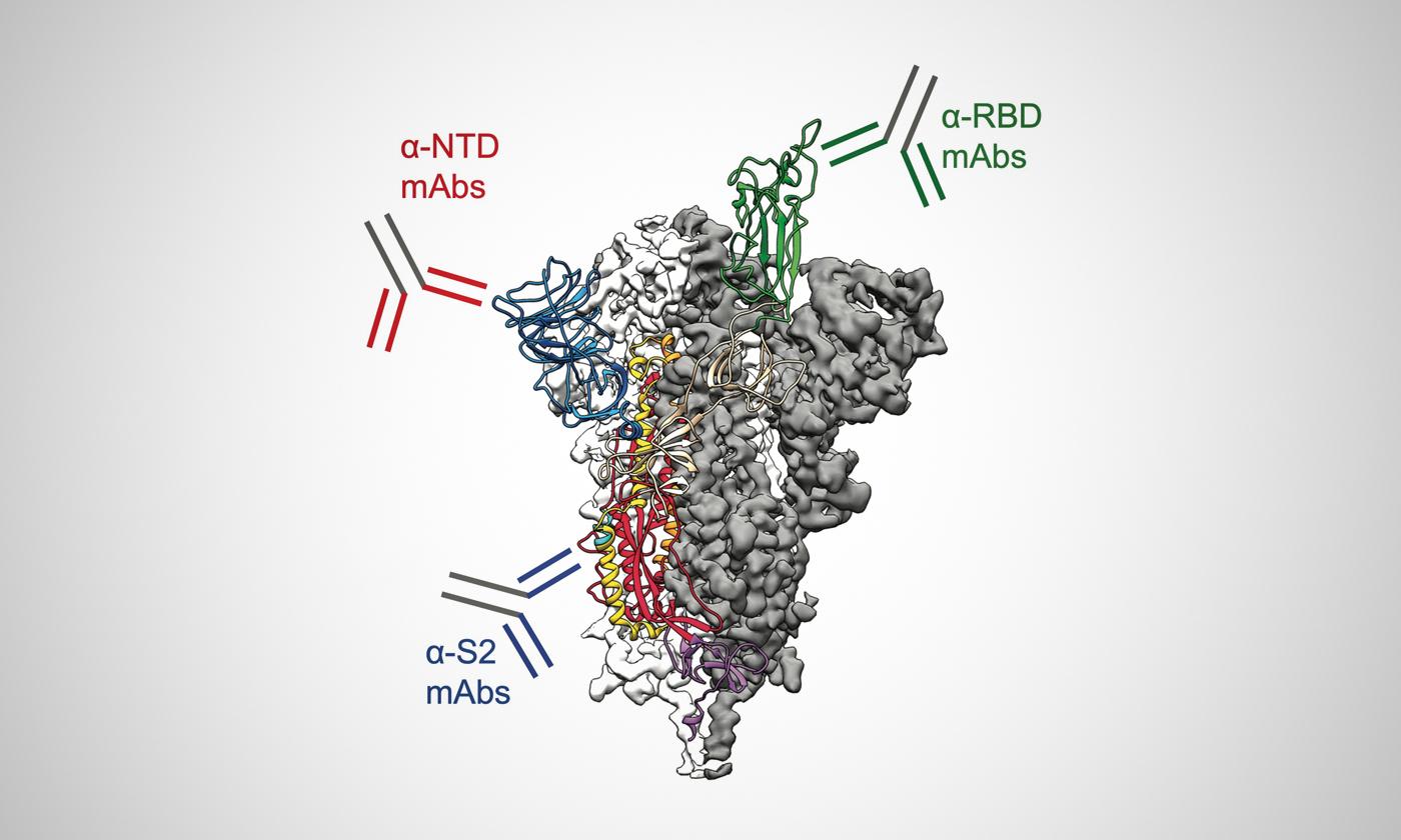 The Spike Protein