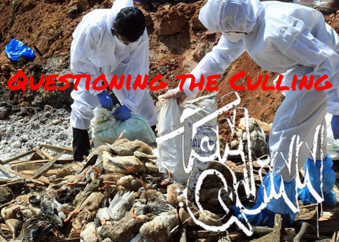 Questioning the Culling With Tom Quinn