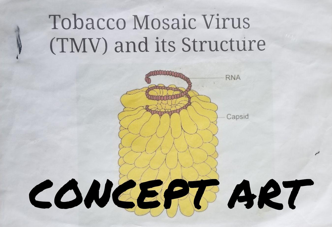 Exploring the Origin of the &#8220;Virus&#8221; Concept With Jesse Zurawell