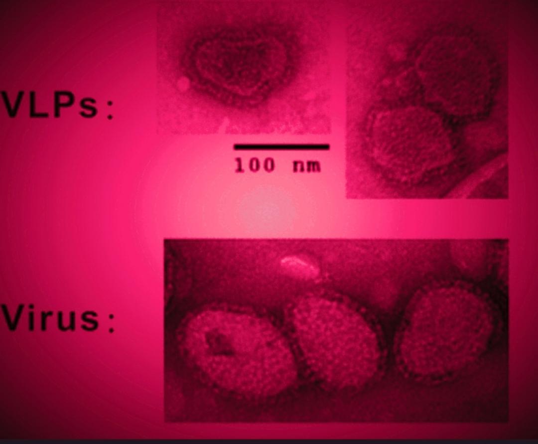 &#8220;Virus-like&#8221; Particles