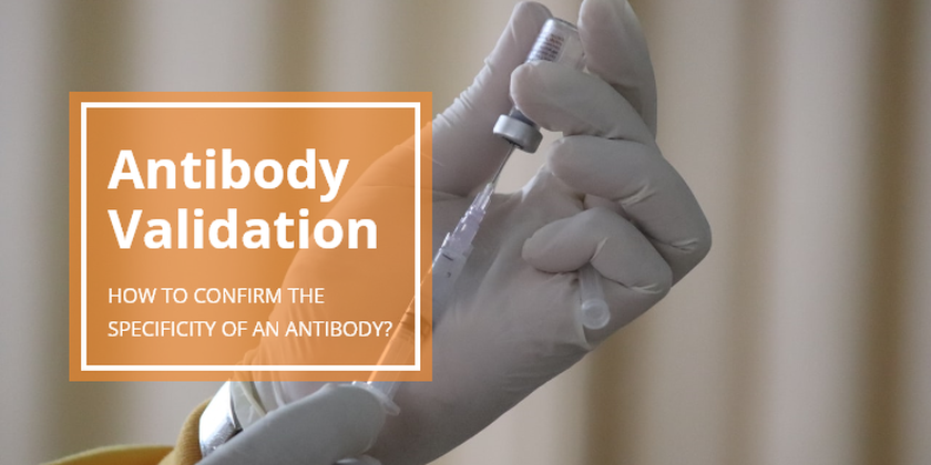 Antibody Specificity?