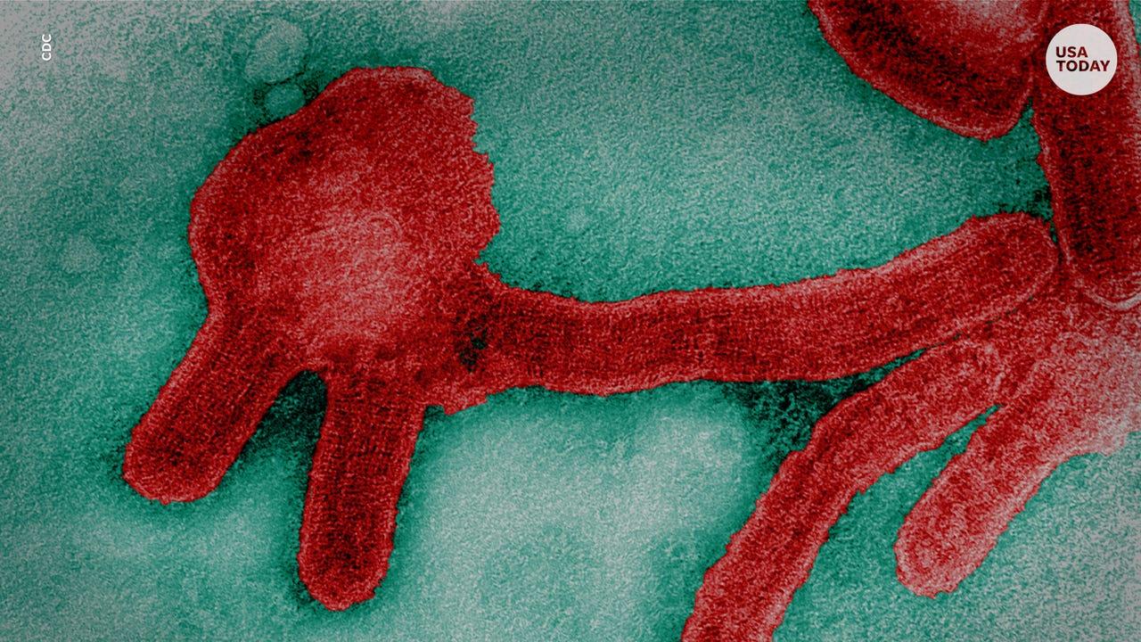 The Marburg “Virus:” Precursor to Ebola