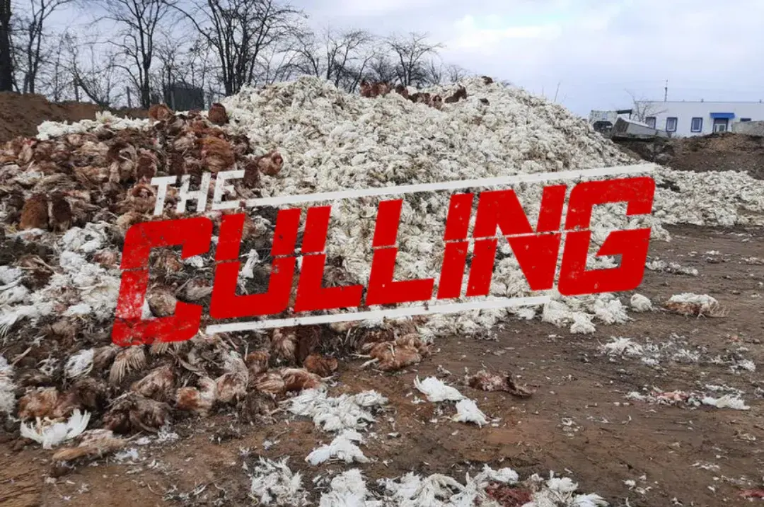 The Culling